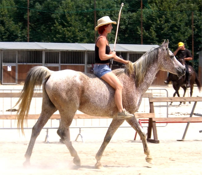 reitprogramm_Tanja_Dominioni